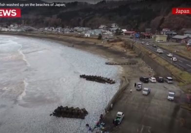 Hiljade tona uginulih sardina prekrilo plažu u Japanu
