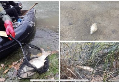 Na Boračkom jezeru vlada pomor ribe: Ustanovljen virus koji izaziva bolest spavanja među šaranima