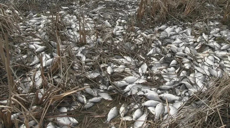 (VIDEO) Ekološki incident u Parku prirode Velebit: Inspekcije na terenu zbog uginuća ribe u jezeru Štikada