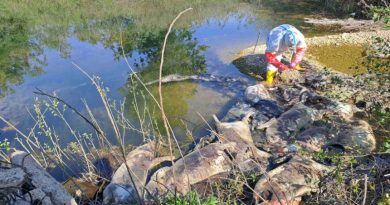 Jeziv prizor u bh. gradu: Uz rijeku bačeno deset raspadnutih svinja
